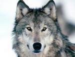 L'avatar di WolfSoul
