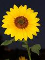 L'avatar di sunflower76