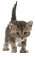L'avatar di Charlieli