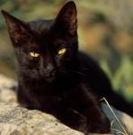 L'avatar di Pheephee