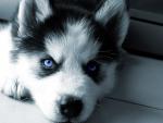 L'avatar di Lovely Moon