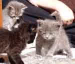 L'avatar di marina555