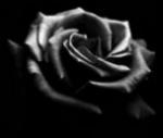 L'avatar di BlackFlower