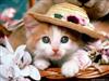 L'avatar di Sarahmice